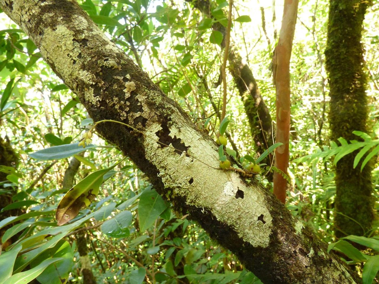 Bulbophyllum minutum habit