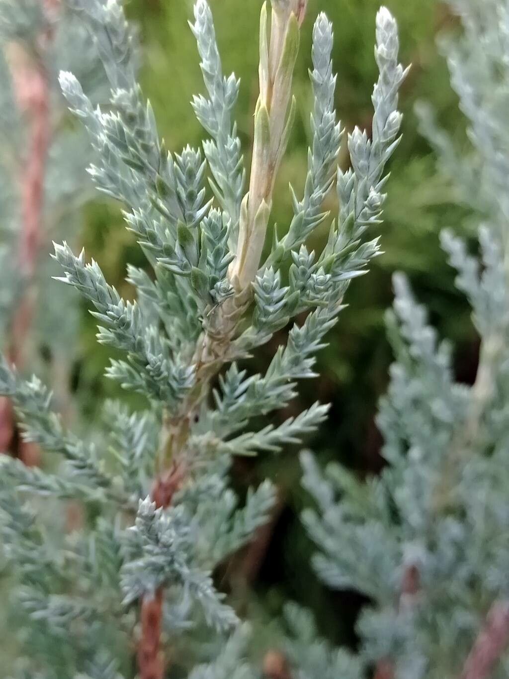 Juniperus scopulorum leaf