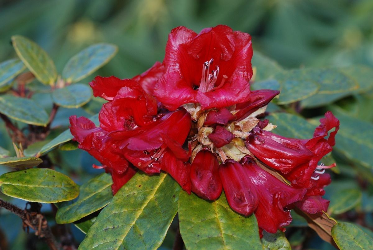 Rhododendron euchroum — houseplant care guide