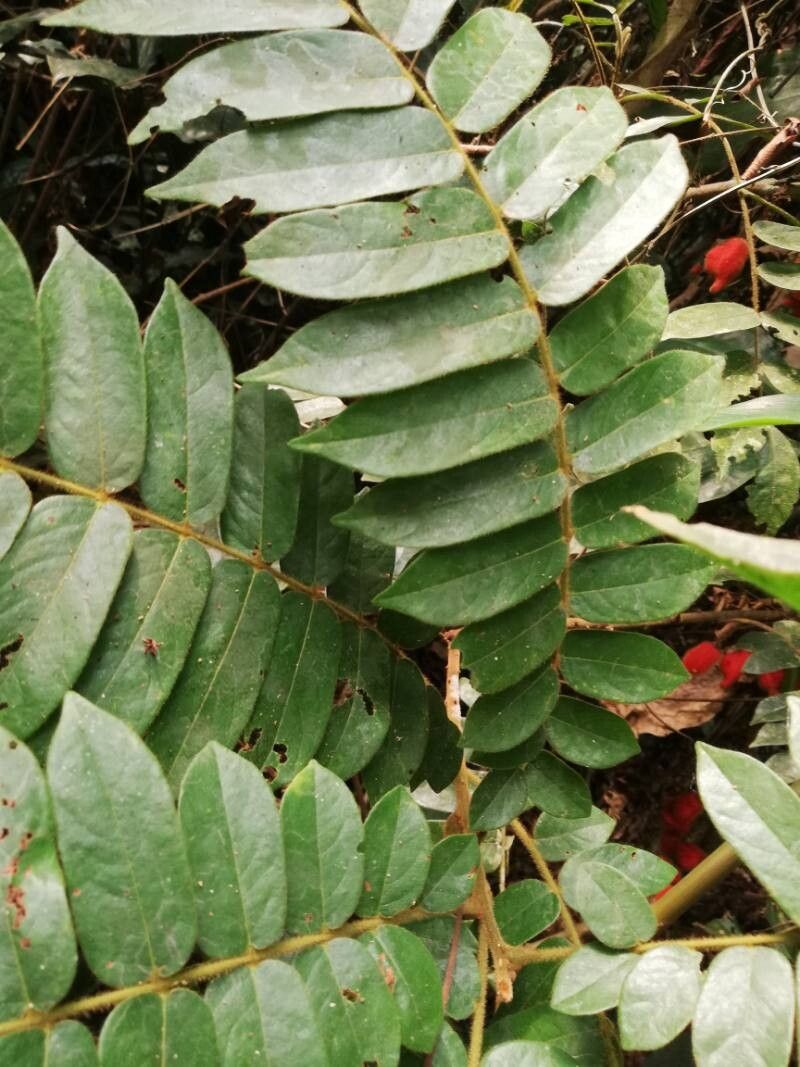 Cnestis corniculata — related species from the same genus