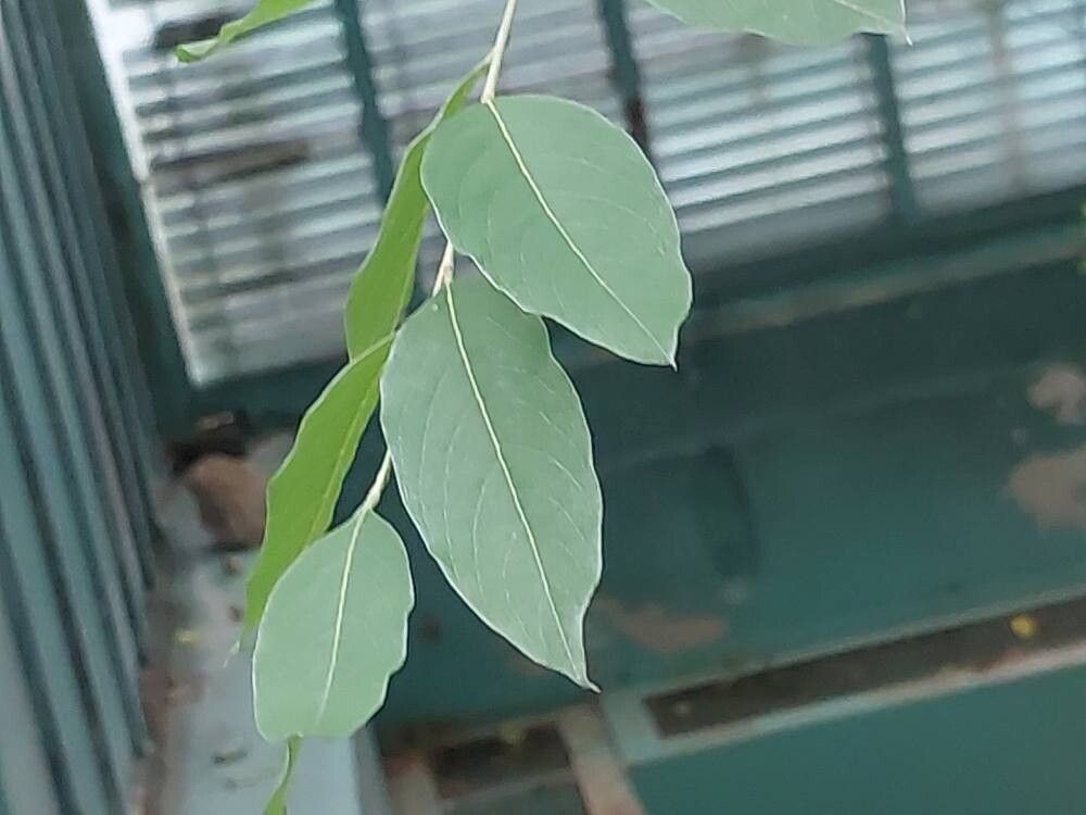 Terminalia leiocarpa leaf