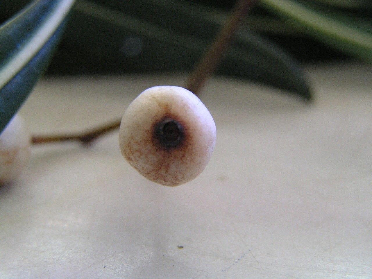 Psychotria ferdinandi-muelleri flower