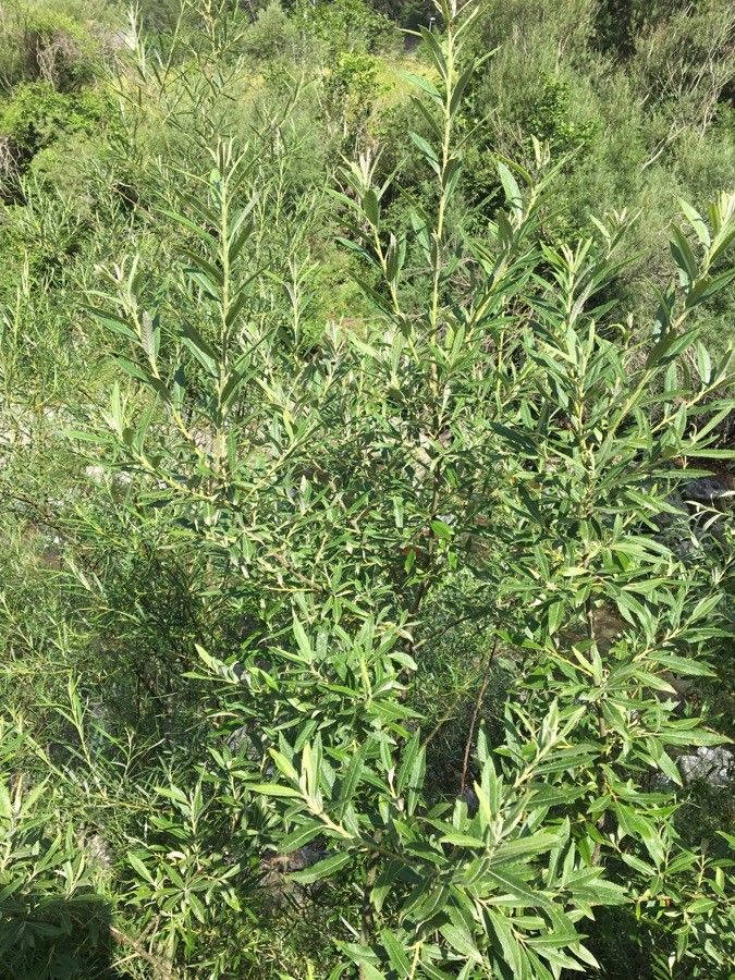 Salix sericea — search result for 'Salicaceae'