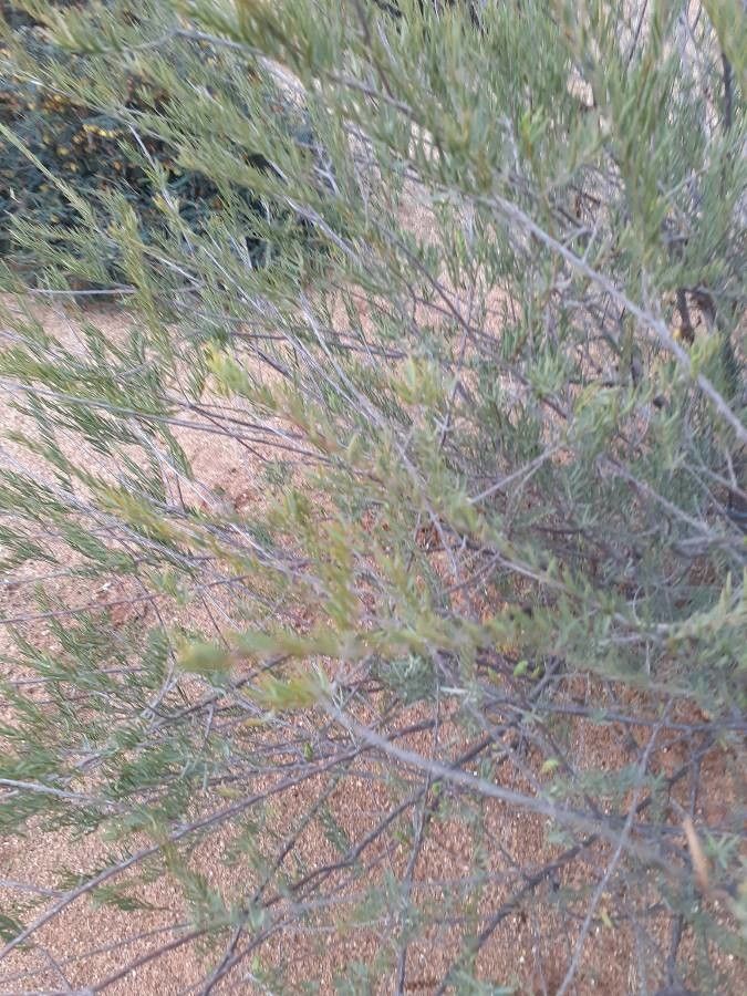 Melaleuca fulgens — search result for 'Melaleuca'