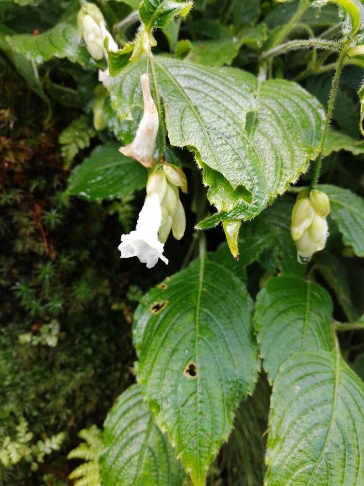 Strobilanthes nutans flower