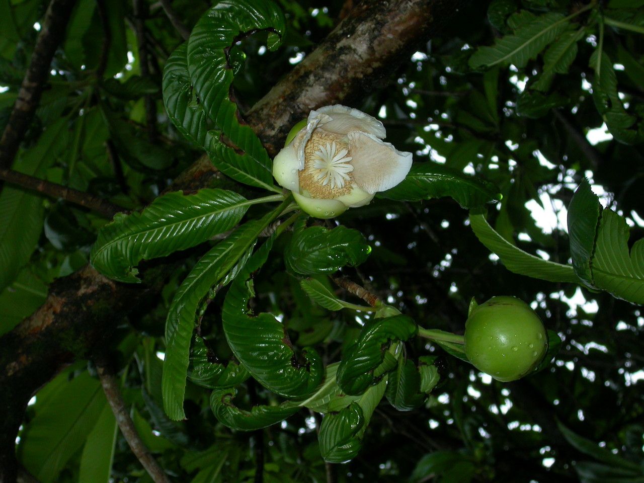 Dillenia indica flower