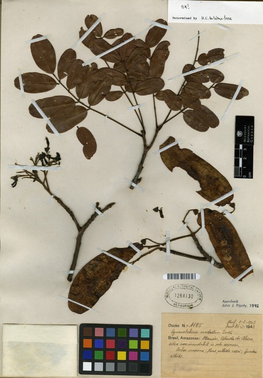 Hymenolobium modestum — houseplant care guide