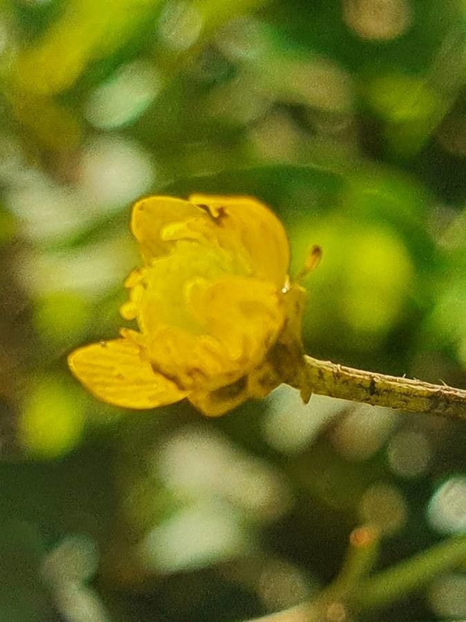 Ranunculus multifidus flower