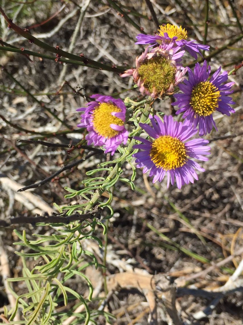 Erigeron blochmaniae habit