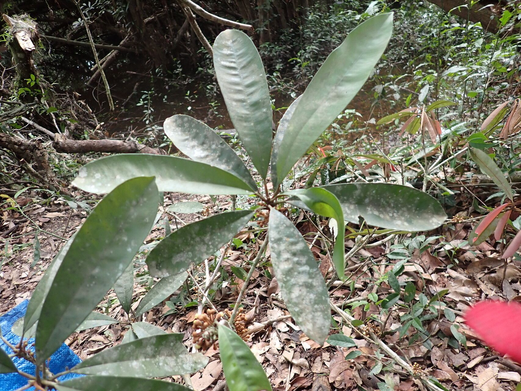 Englerophytum congolense — related species from the same genus