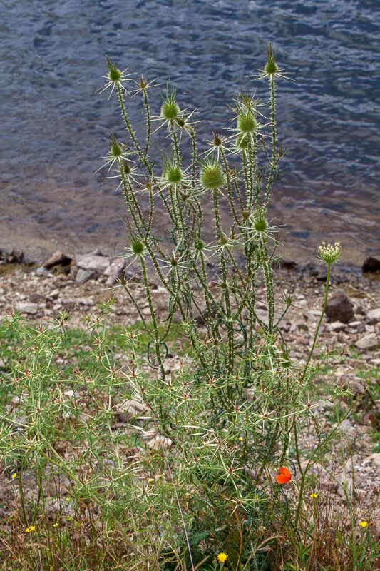 Dipsacus ferox fruit