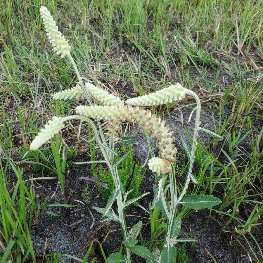 Pterocaulon pycnostachyum leaf