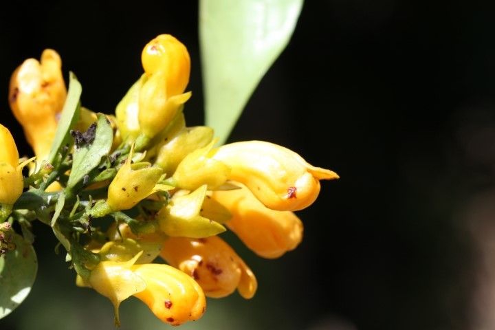 Oxera coronata flower