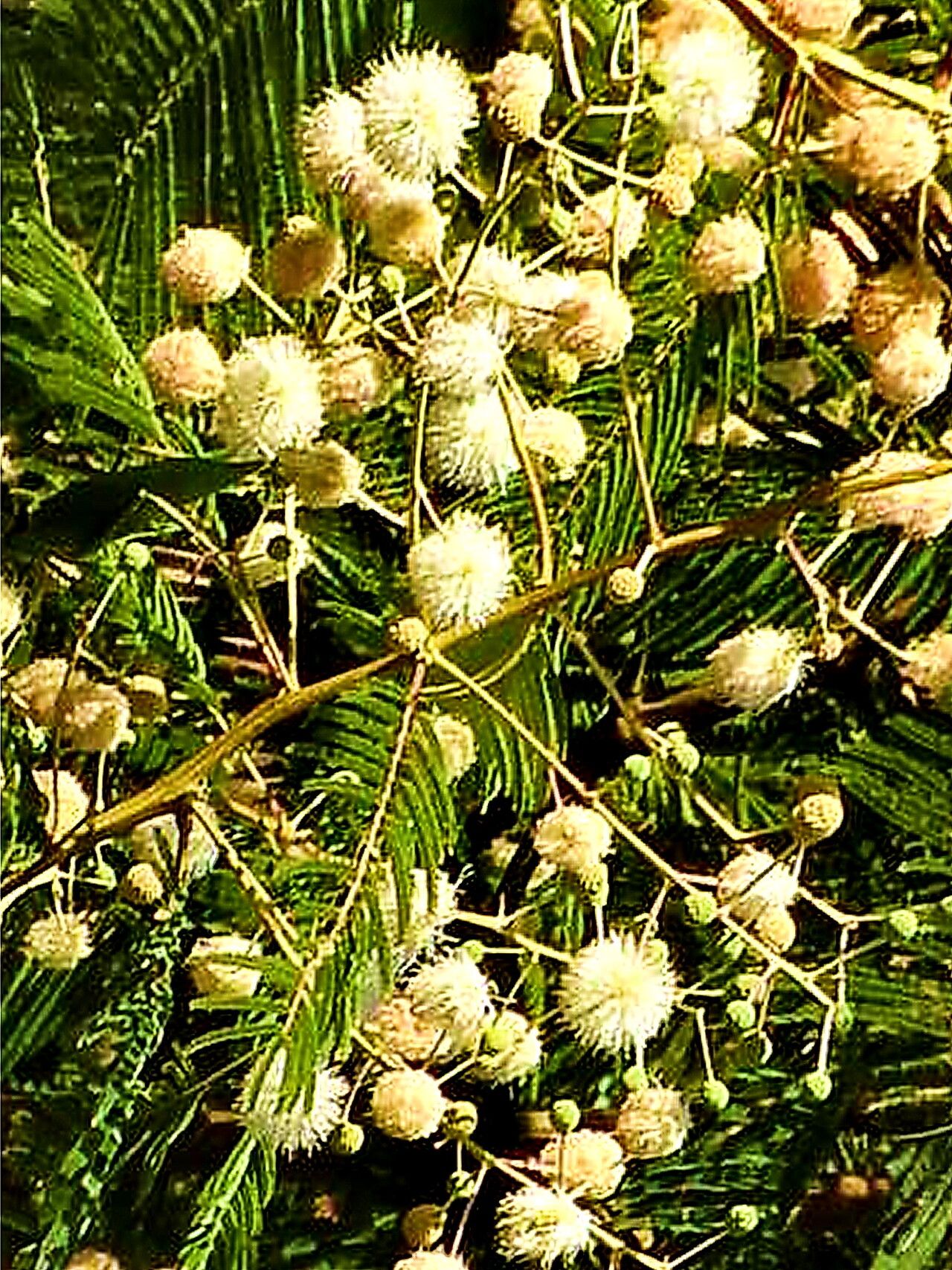 Leucaena esculenta — related species from the same genus