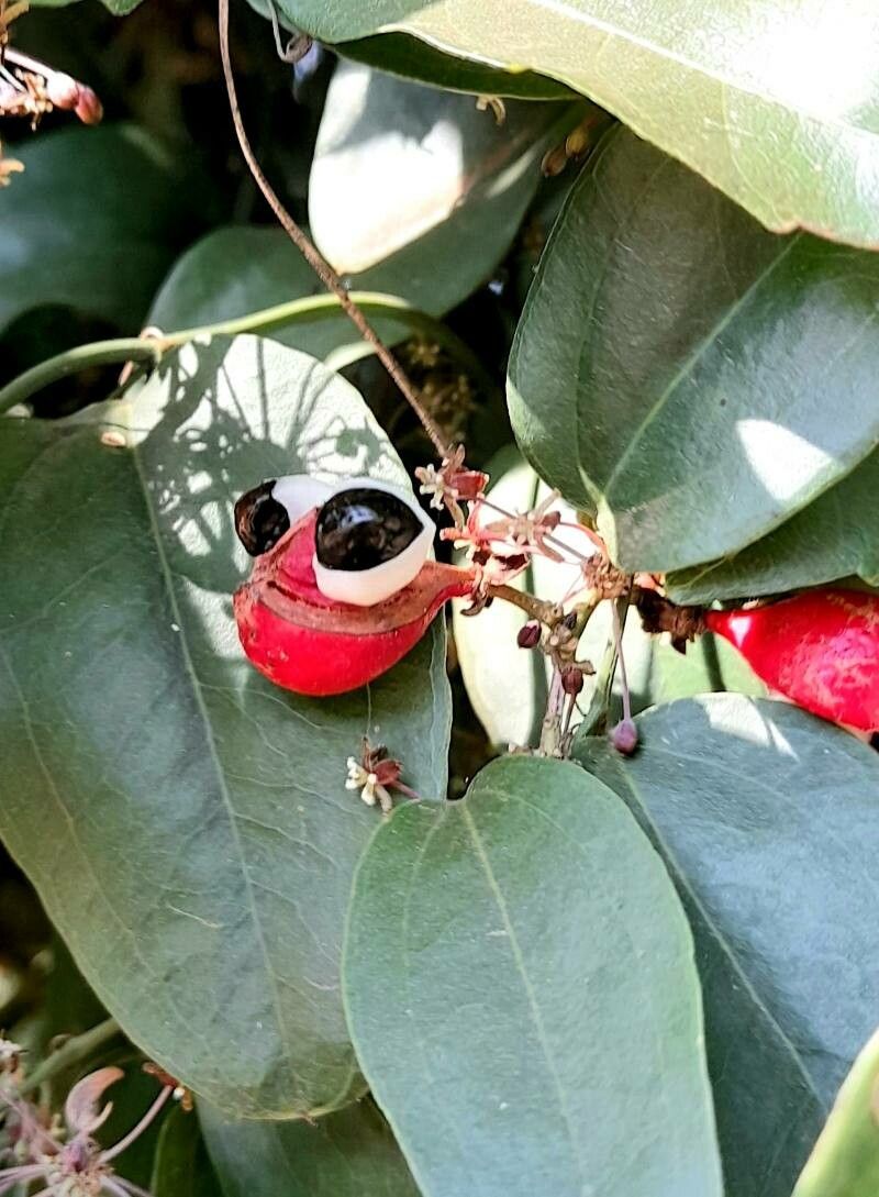 Paullinia elegans fruit