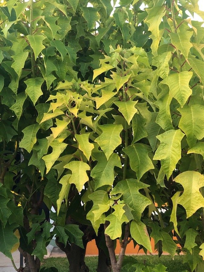 Sonchus pendulus leaf