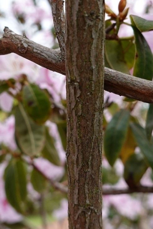 Rhododendron davidsonianum bark