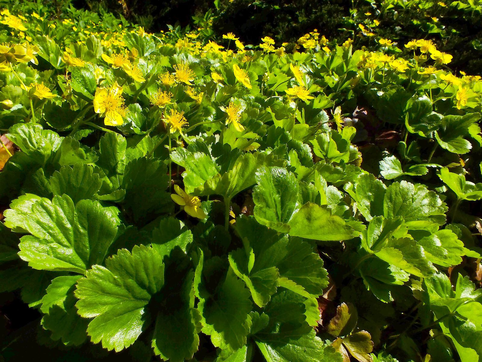 Ranunculus creticus — houseplant care guide