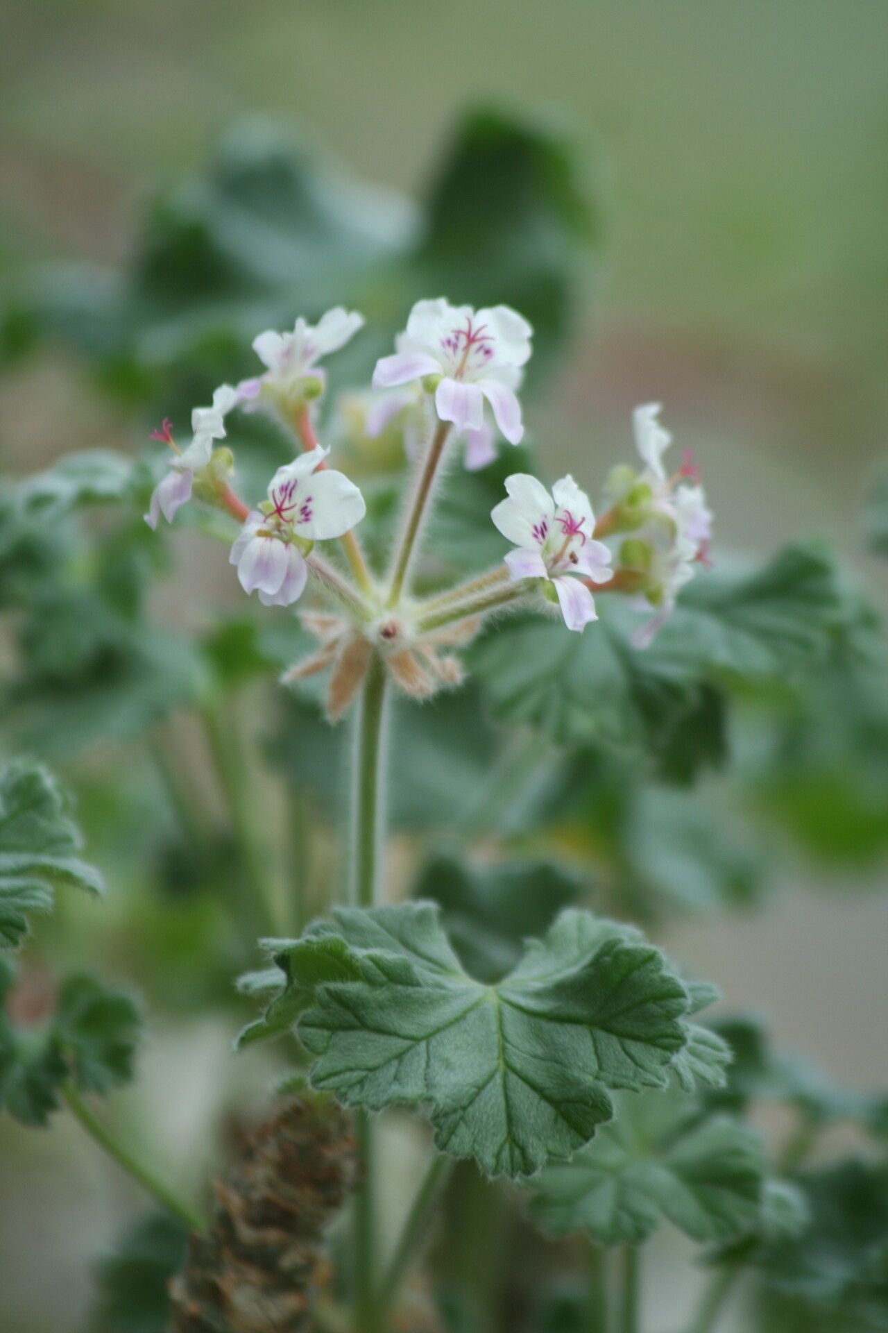 Pelargonium cortusaefolium — houseplant care guide