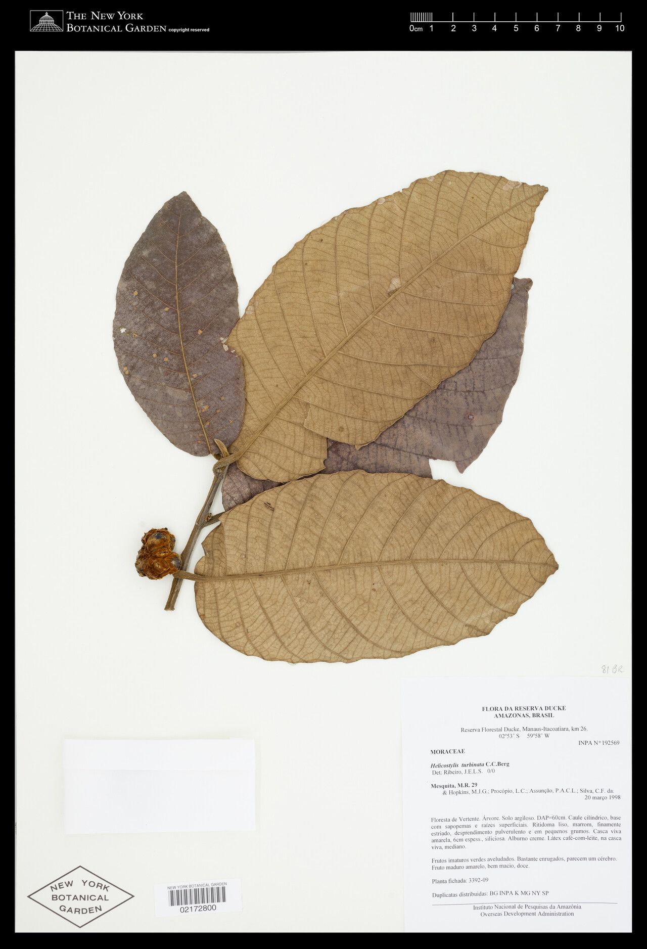 Helicostylis turbinata leaf