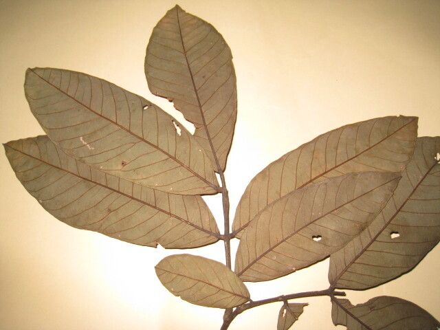 Swartzia grandifolia other