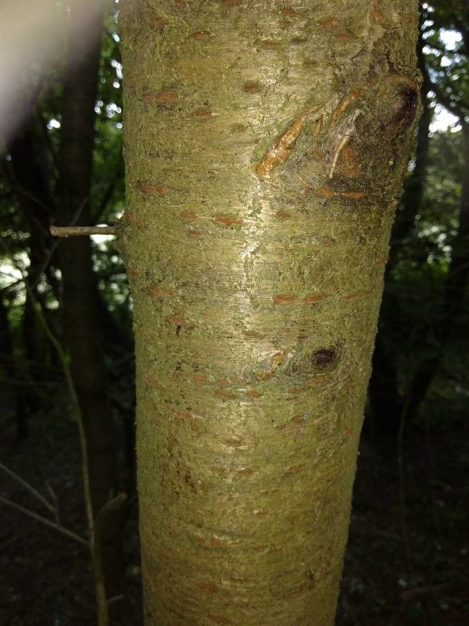 Crataegus harbisonii — search result for 'Crataegus'