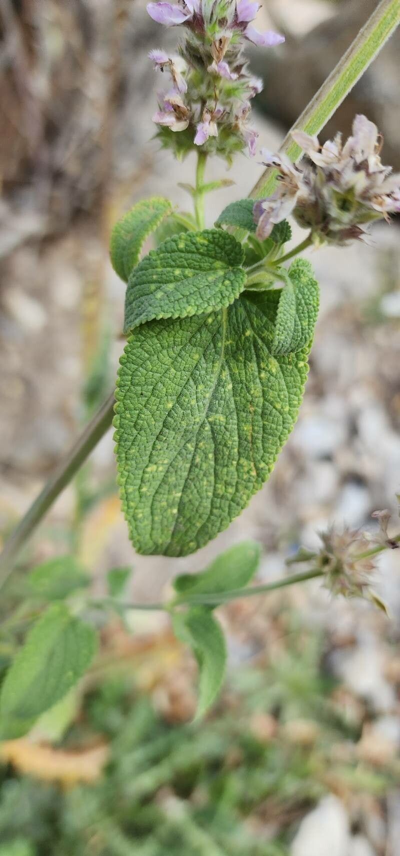 Stachys spectabilis leaf