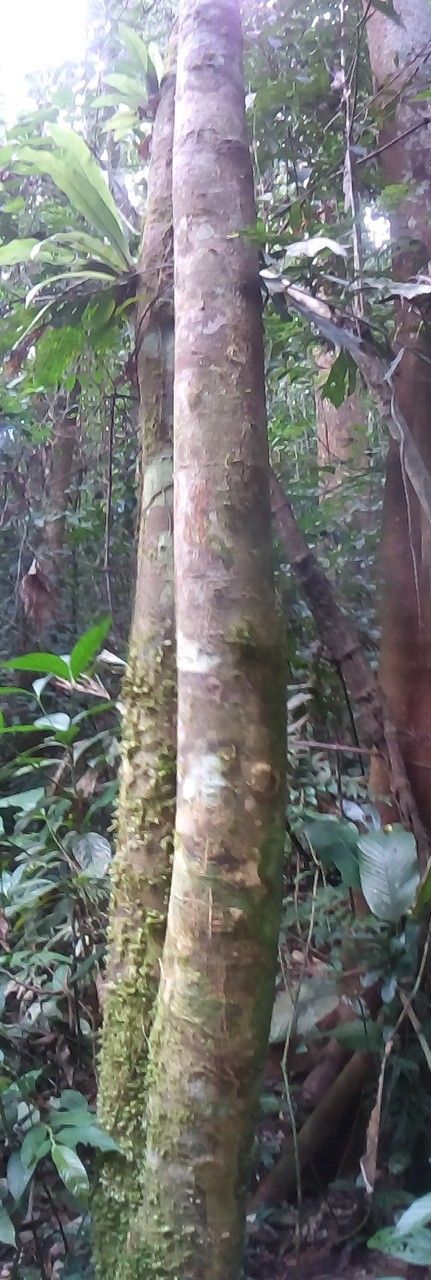 Gironniera subaequalis — houseplant care guide