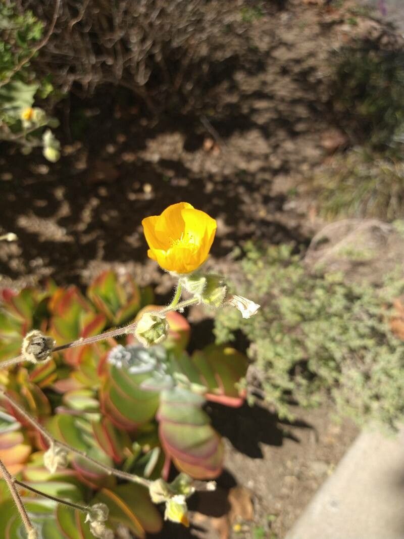 Abutilon palmeri flower