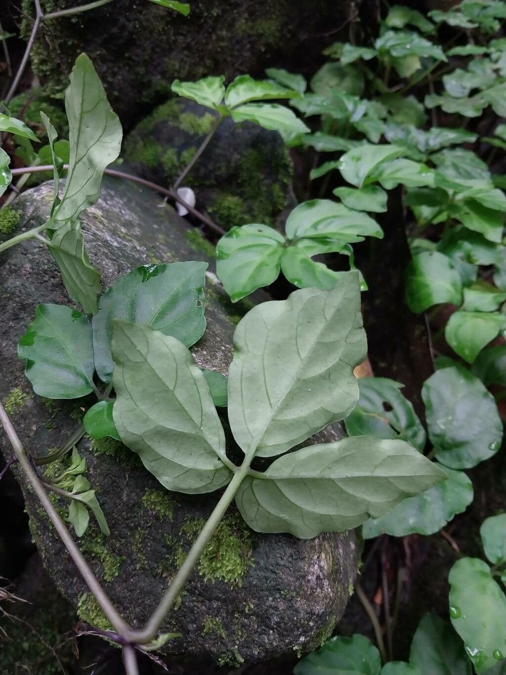 Solanum phaseoloides — houseplant care guide