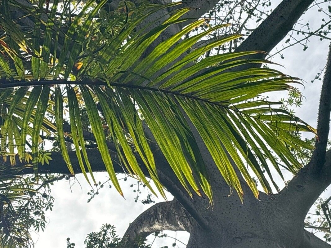 Pinanga caesia — houseplant care guide