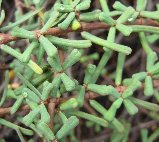 Euphorbia viminea — houseplant care guide