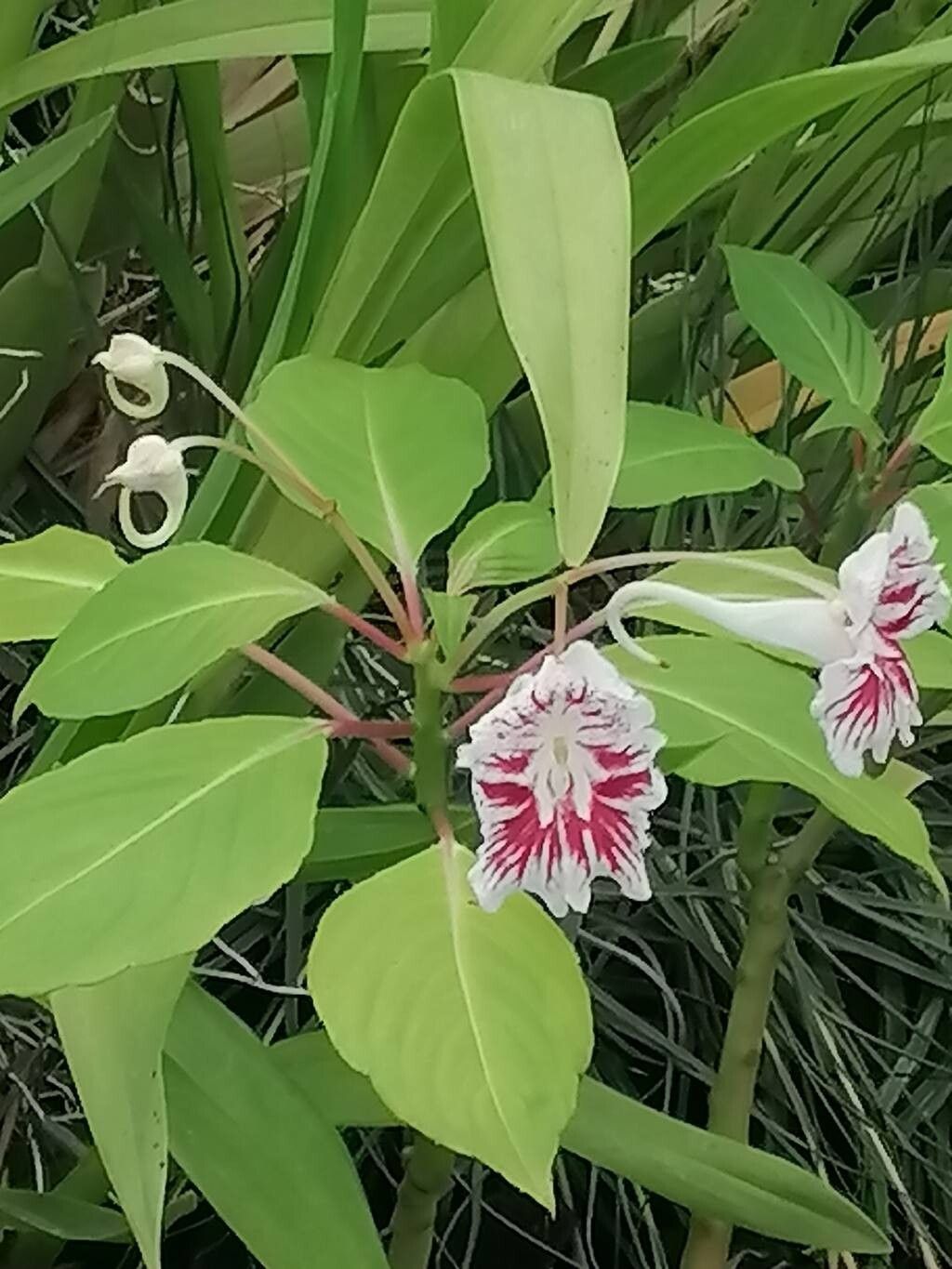 Impatiens grandis flower