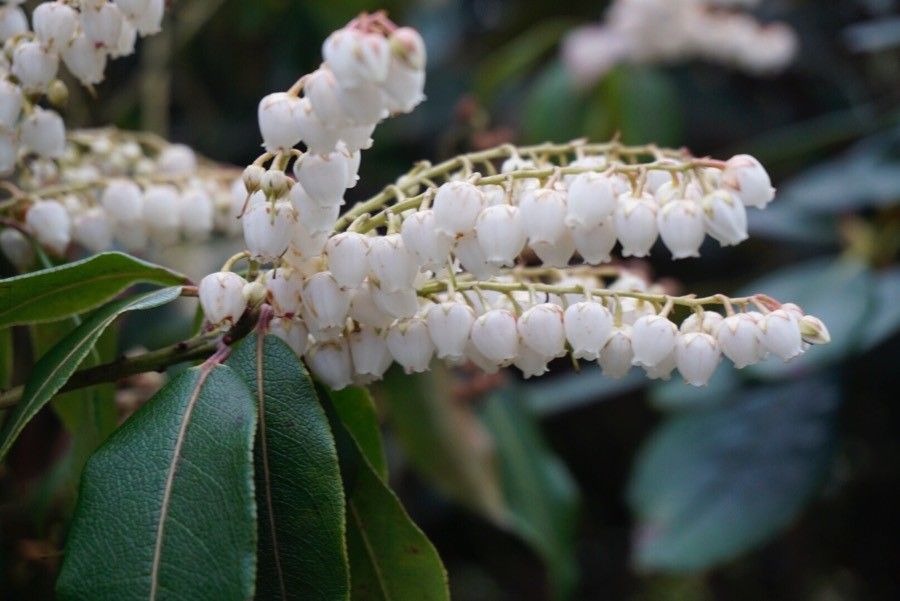 Pieris formosa flower