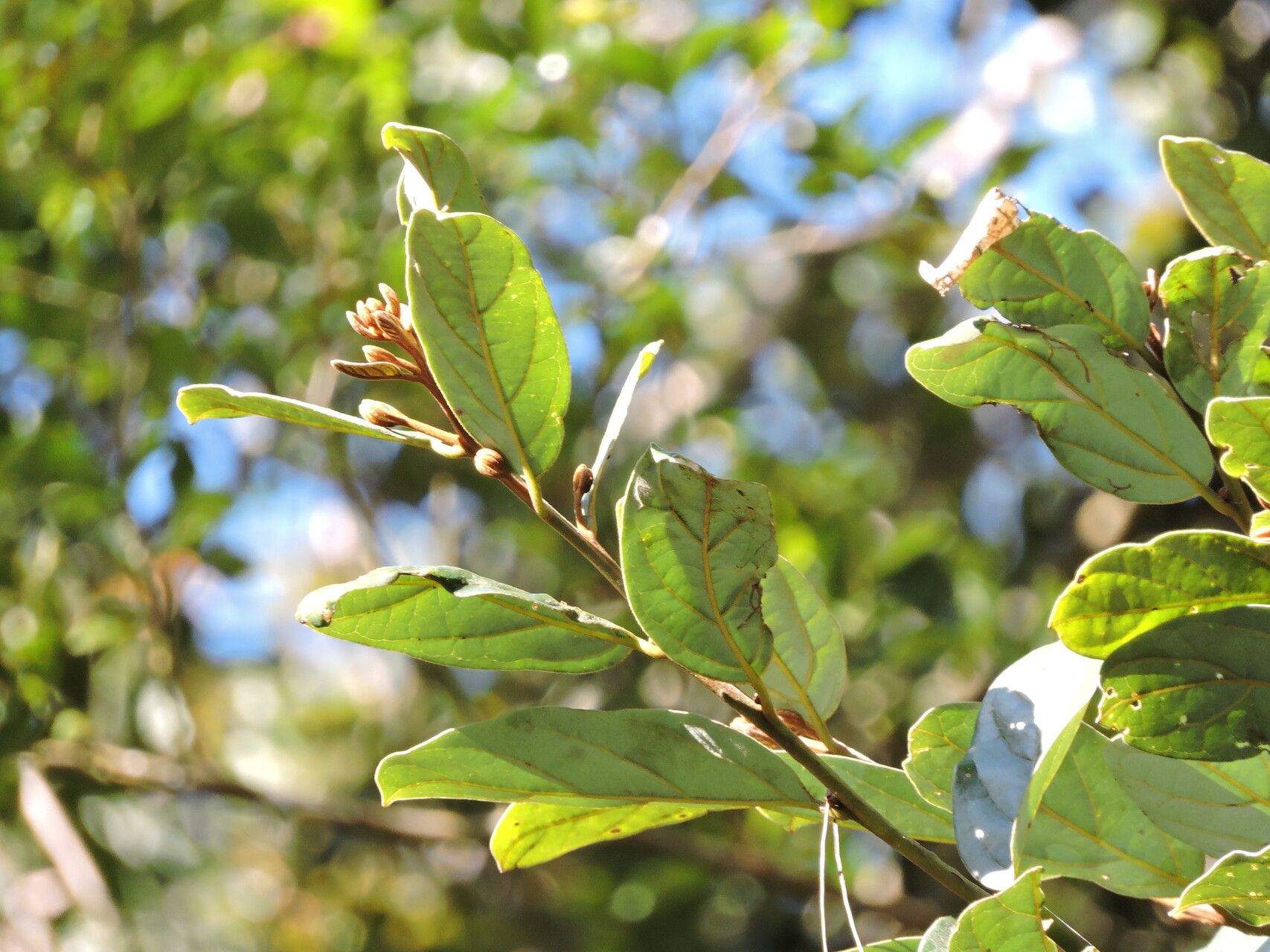 Cryptocarya crassifolia leaf