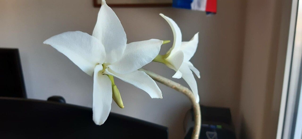 Pachypodium decaryi flower