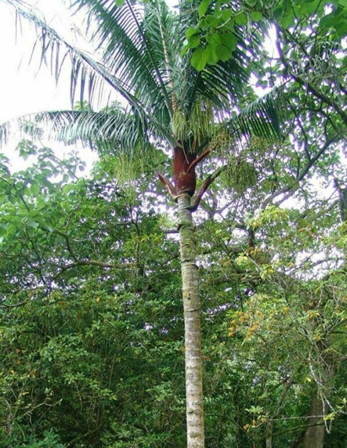 Dypsis lastelliana — search result for 'Arecaceae'