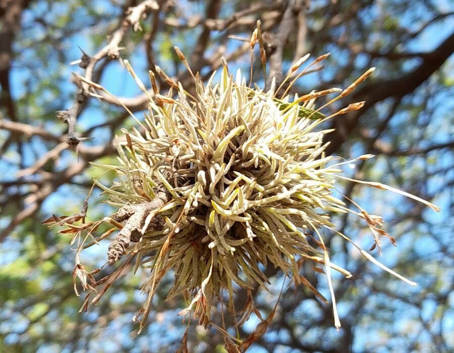 Tillandsia capillaris habit