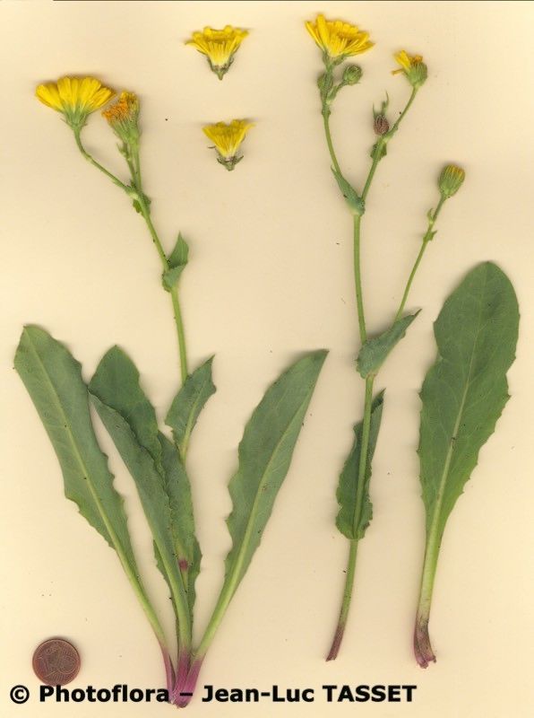 Hieracium pulmonarioides habit