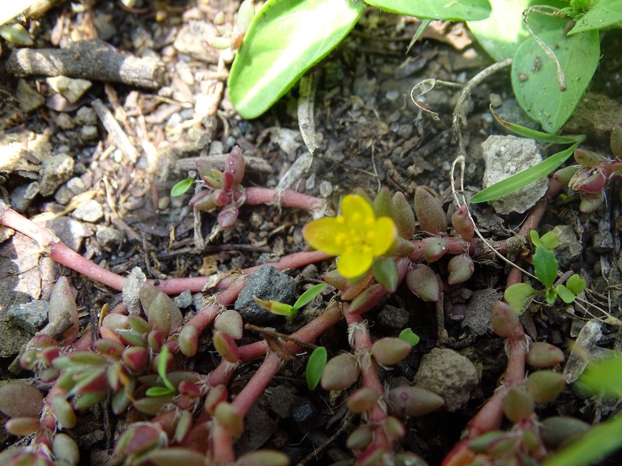 Portulaca quadrifida habit