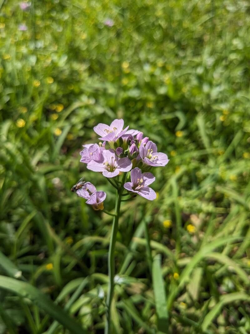 Cardamine silana — search result for 'Cardamine'
