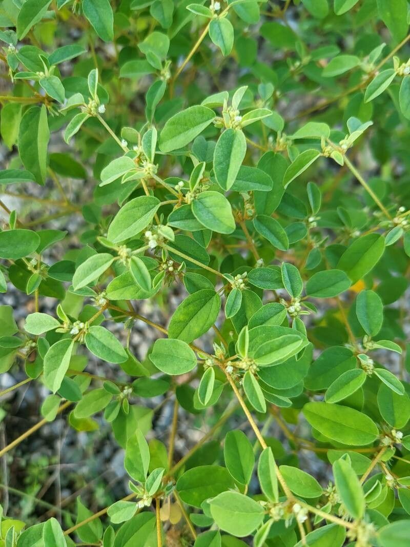 Croton monanthogynus — search result for 'Turkey'