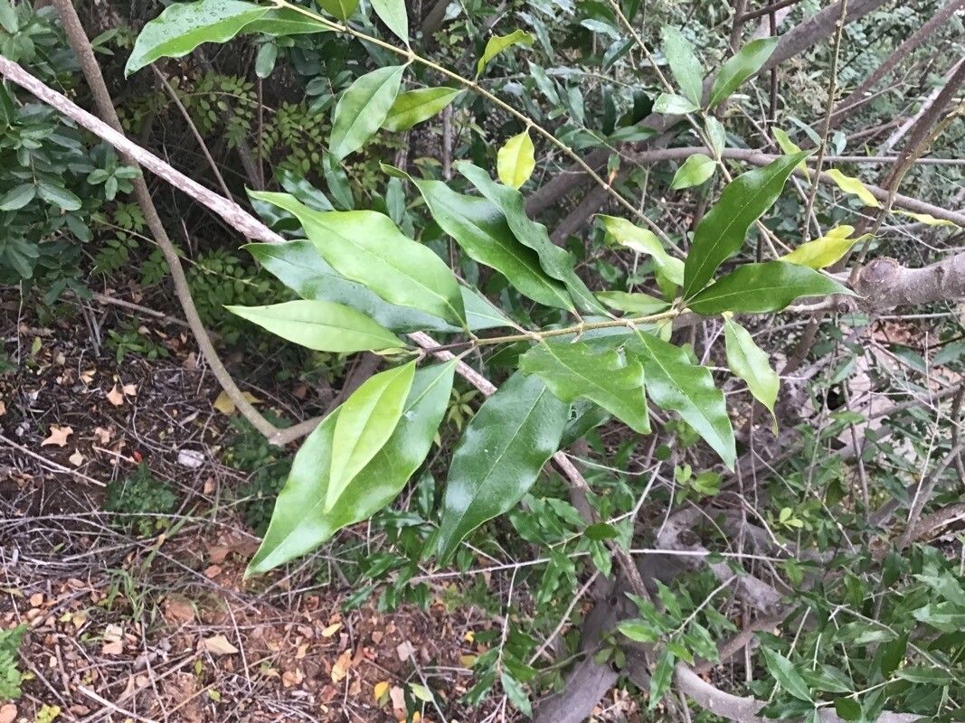 Olea woodiana — search result for 'Olea'