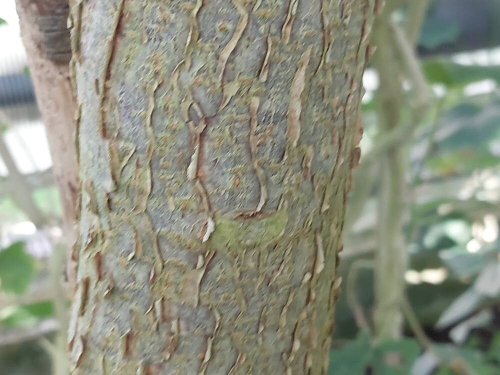 Manihot carthagenensis bark