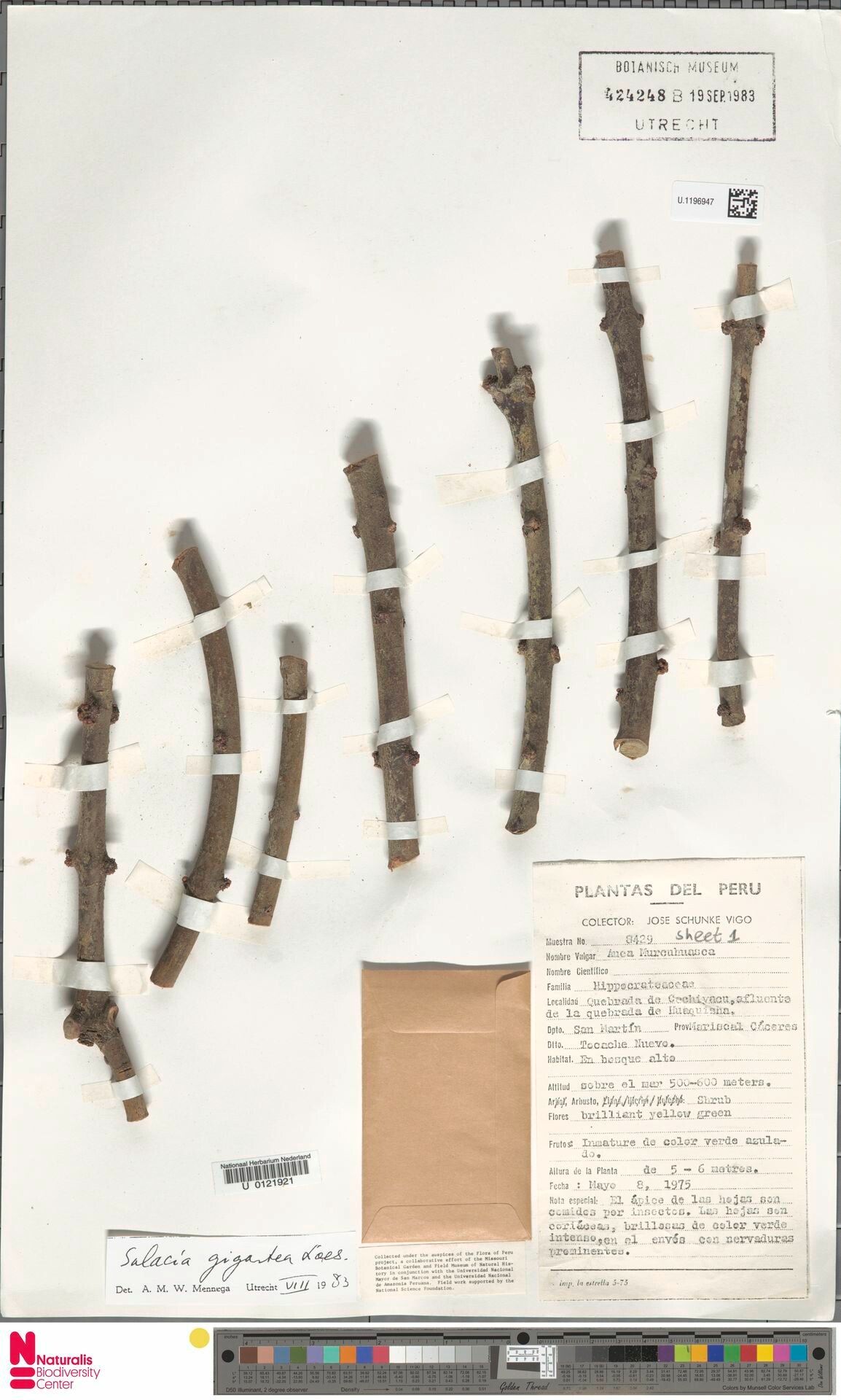 Salacia gigantea bark