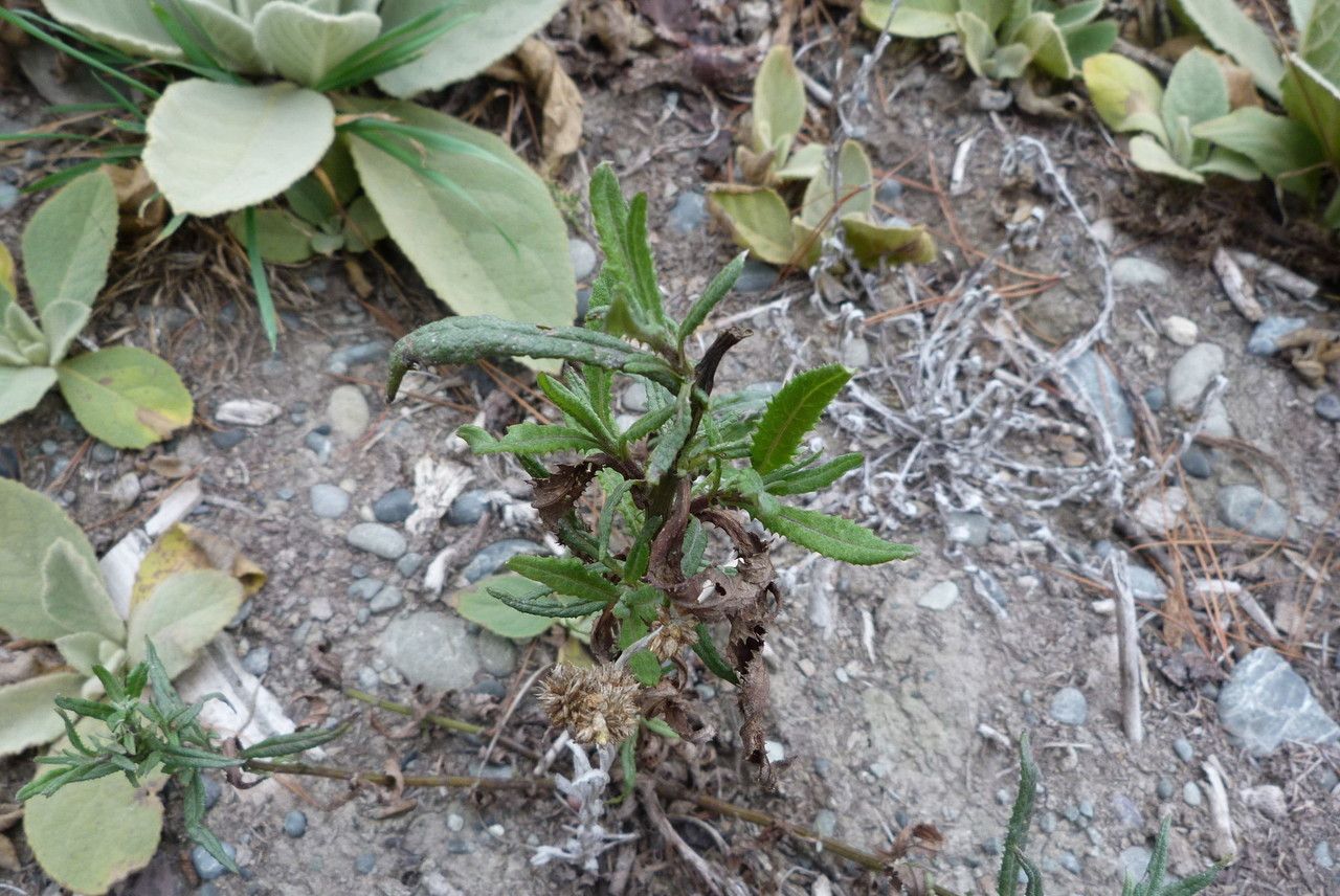 Senecio minimus habit