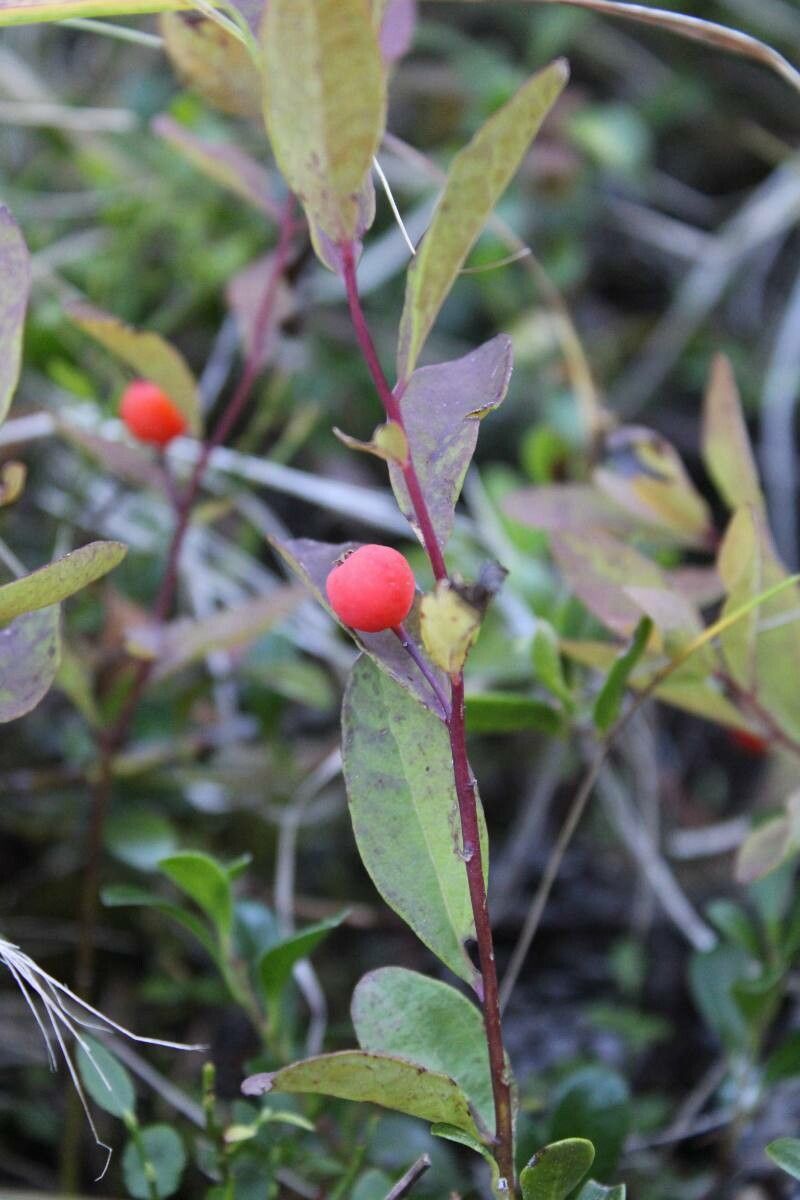 Geocaulon lividum fruit