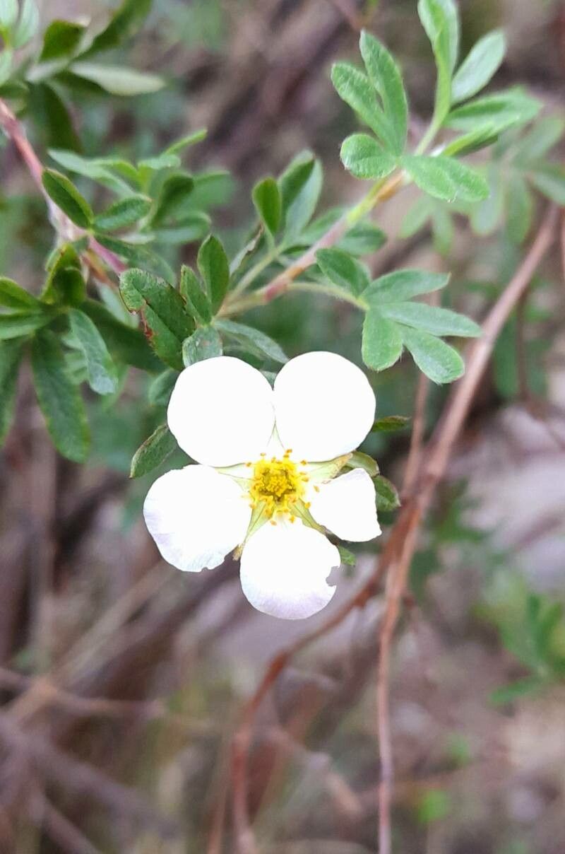Dasiphora tenuifolia flower