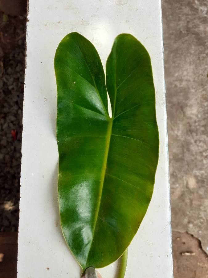 Philodendron imbe — search result for 'Philodendron'