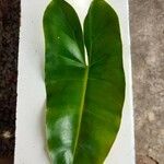 Philodendron imbe